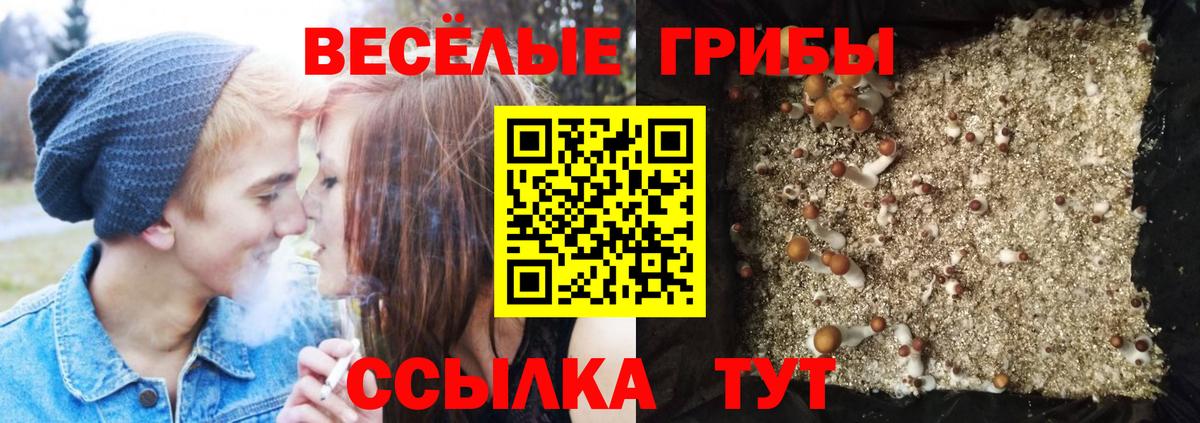 Елизово  купить наркотик  Вход с VPN  Псилоцибиновые грибы GOLDEN TEACHER  Галлюциногенные грибы Psilocybine cubensis 
